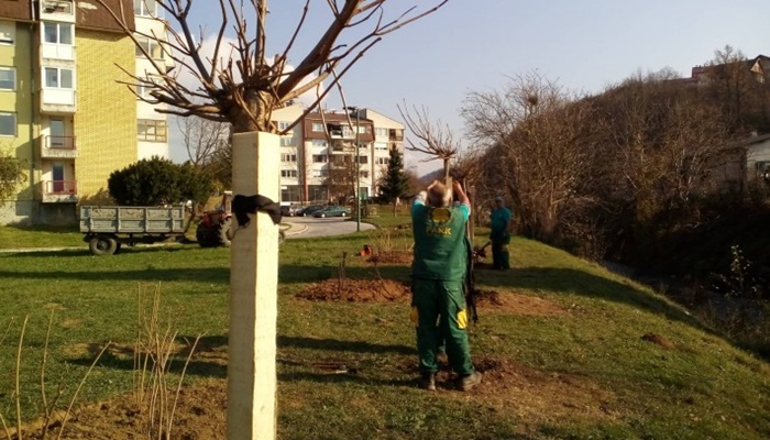 Realizacija projekta “Hortikulturnog unapređenja zelenih površina u KS”