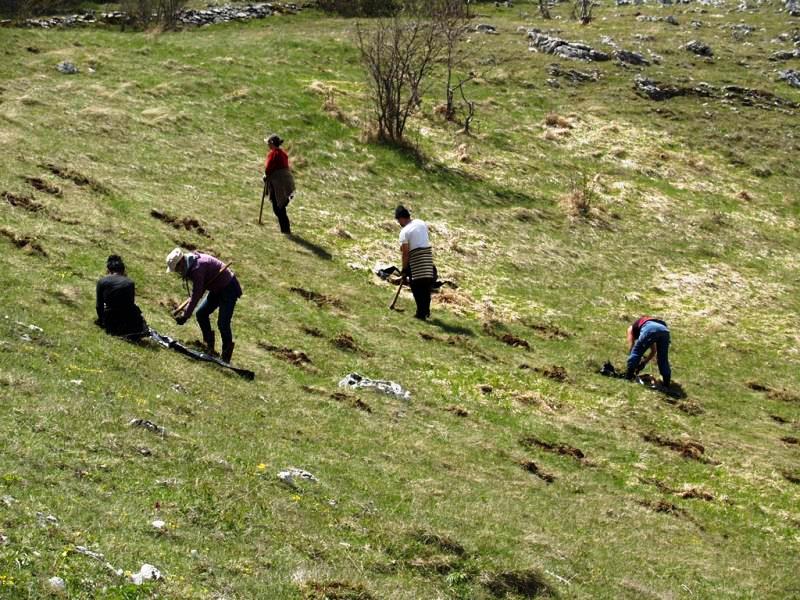 Na području Glamoča posađeno 160.000 sadnica smreke i bijelog bora