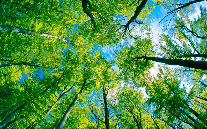 Zaštita prirode: Elon Musk donirao milion dolara za sadnju drveća širom svijeta