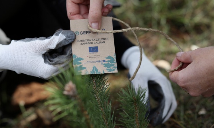 EBRD i partneri doniraju 300 stabala za zelenije Sarajevo