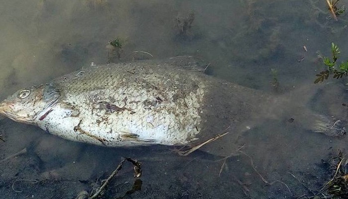Ribari iz Doboja najavljuju tužbe: Spreča je mrtva rijeka, riblji fond je uništen