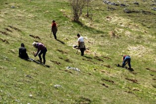 Na području Glamoča posađeno 160.000 sadnica smreke i bijelog bora