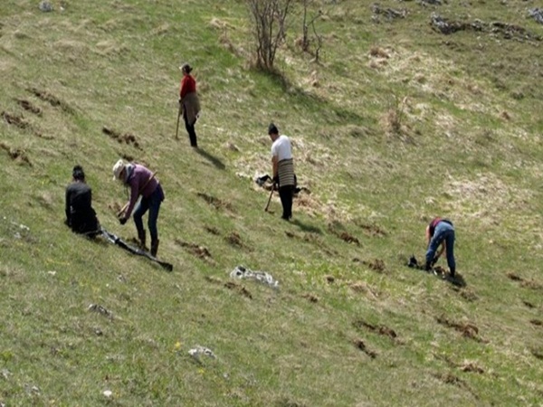 Članovi KUD 'Igman' zasadili 150 sadnica na Igmanu