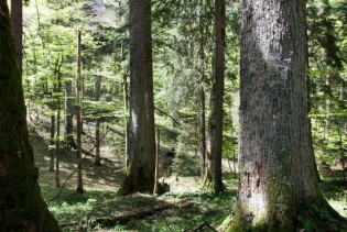 Svjetski dan okoliša u KS posvećen prašumi Ravna Vala na Igmanu