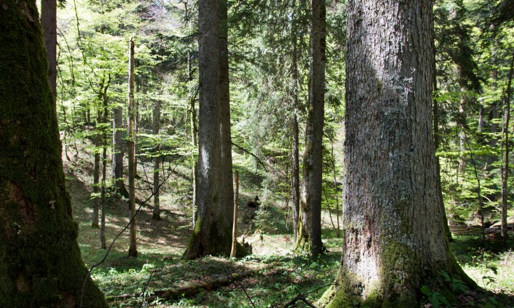 Svjetski dan okoliša u KS posvećen prašumi Ravna Vala na Igmanu