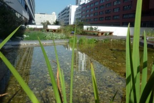 Beč: Novi planovi za kišnicu zbog sušnih perioda