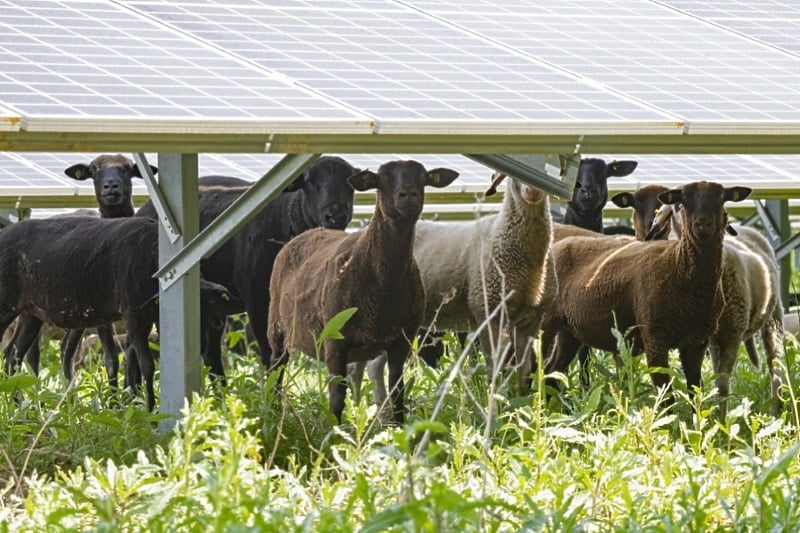 Ovce postale promotori solarne energije u Beču