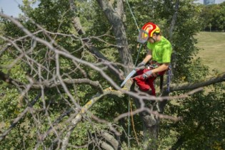 Beč: Redovne kontrole gradskog drveća povećavaju sigurnost stanovništva u slučaju nevremena