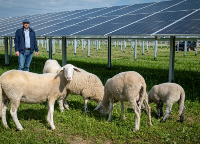 Hrvatska prepoznala važnost agrosunčanih elektrana u poljoprivredi