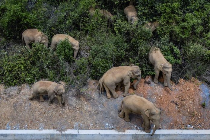 Desetine slonova uginulo u Zimbabveu zbog suše