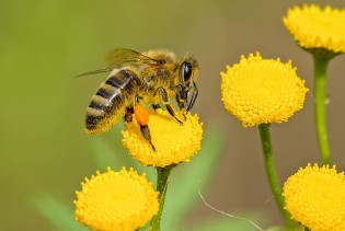 Više od milion potpisa na peticiji u Francuskoj protiv povratka pesticida poznatog kao "ubica pčela"